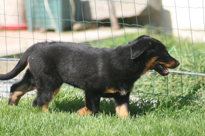 Quenza 09 04 2017 (53)